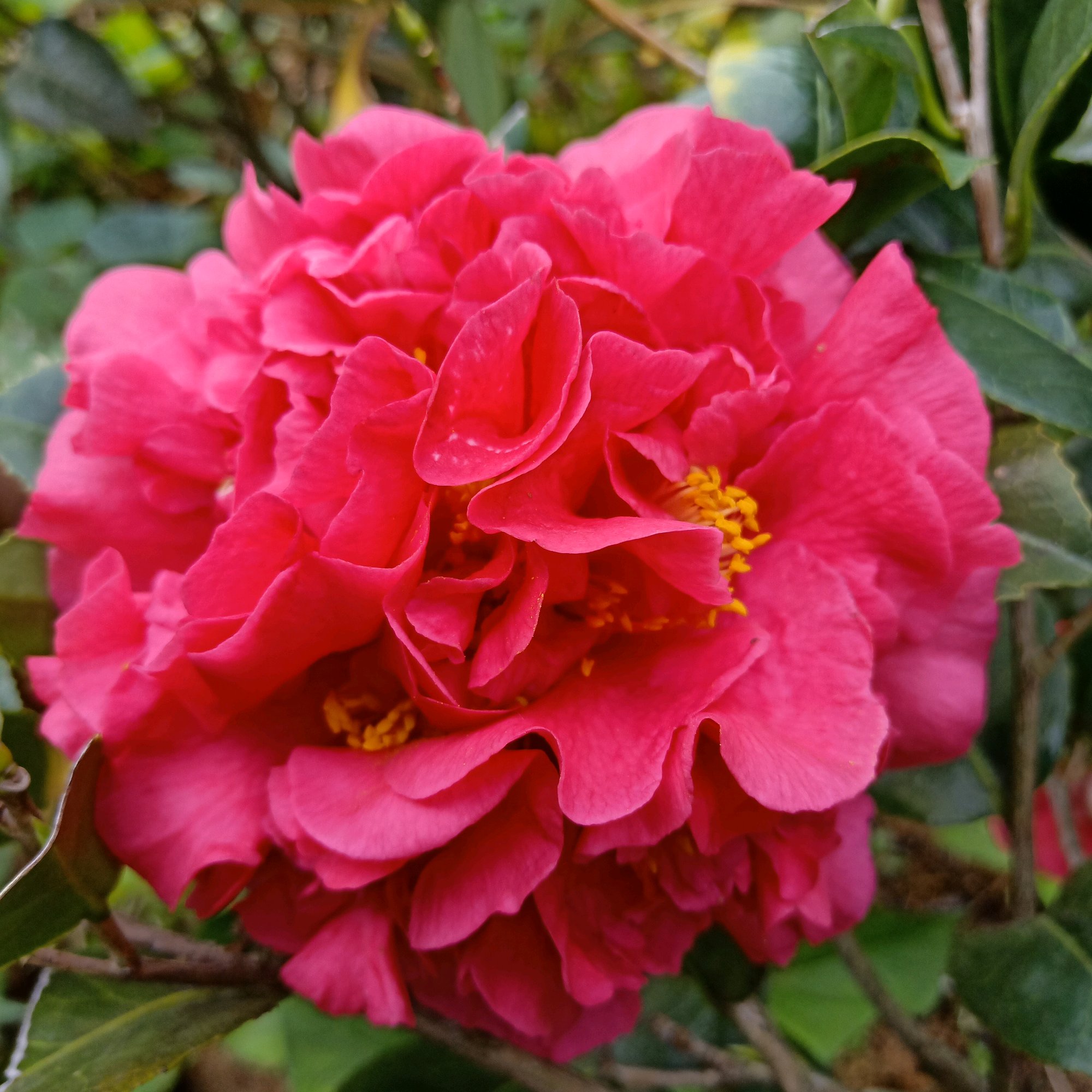 茶花克瑞墨不是开花越多越好,小心抽芽太晚,出现大小年而不开花