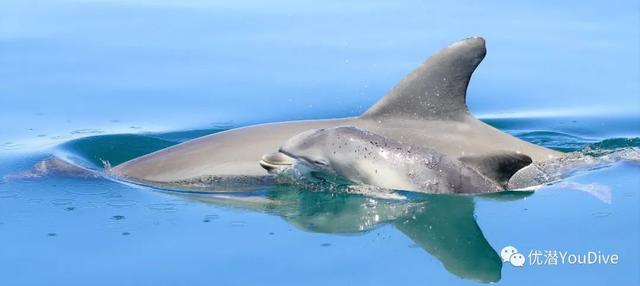 原来海洋世界中也很吵闹虎鲸和海豚会聚在一起讲八卦
