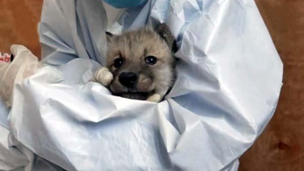 黑龙江首例繁育北极狼三胞胎满月了,小模样呆萌可爱很治愈