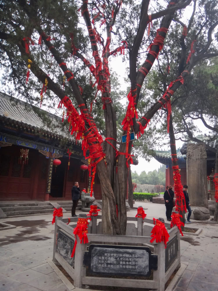 河南比干庙棺材板柏树种不出心的空心菜长出心脏的大树