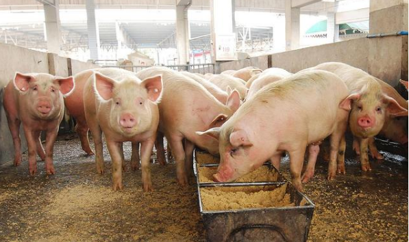 猪价"升温",自繁自养猪场头均盈利1500元,那育肥猪能赚多少?
