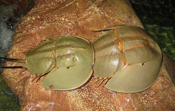 地球上唯一蓝血生物被称为活化石救了人类却救不了自己