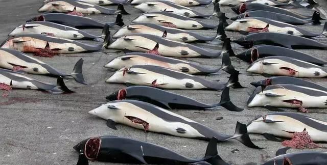 被勒脖子,赶尽杀绝,她彻底慌了,可根本没人在乎|图片来源|鲨鱼|海龟