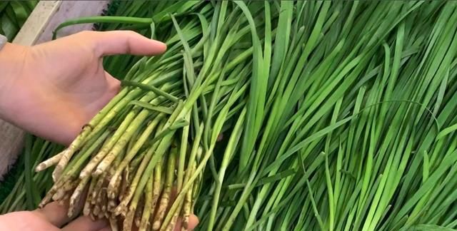 吃不完的韭菜,切记别直接放冰箱!菜农教我土方法