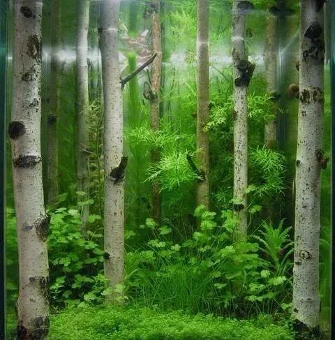 本色水景水草缸树林景欣赏细节惊艳生态水族鱼缸造景培训加盟