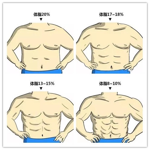所以不同体脂率的人,他们的腹部呈现的形态也会不同.