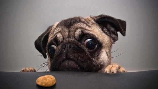 巴哥犬饲养指南这样养的巴哥犬苦瓜脸但是命不苦