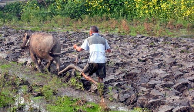 以前养牛用来耕田,现在大部分的牛都下岗了,养来杀了吃肉,这古老的