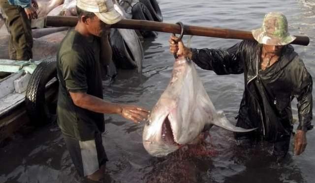 鲨鱼被人类割掉鱼再放入大海还能存活多久答案让人心惊