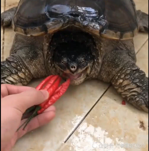 男子给乌龟喂了口辣椒看完乌龟的反应心里甚是愧疚
