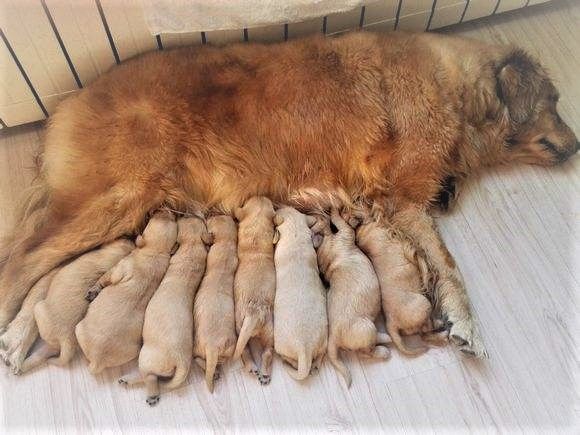 金毛生下一窝小狗,主人超喜欢不忍送人,结果每天躲在角落里哭