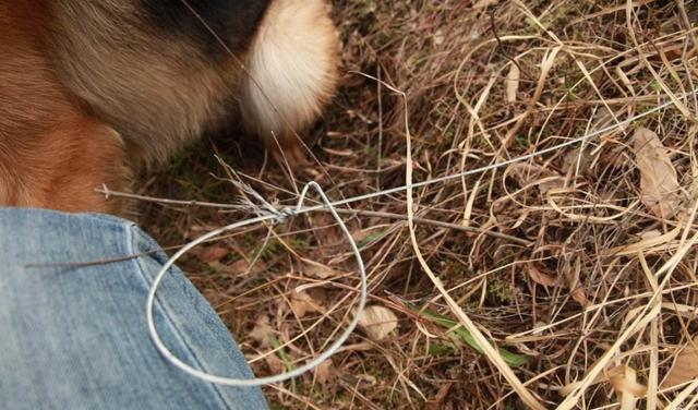 平江一男子网购狩猎工具,猎物没打到自己进了牢房