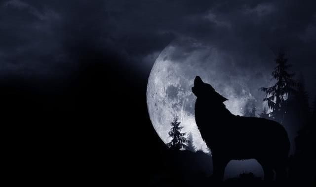 几分钟后,公狼披着羊皮下山了,趁太阳刚下山的时候混入了羊群.