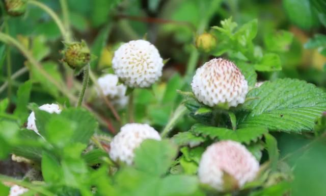 带上小篮子邂逅树莓白萢青梅引爆夏日味蕾