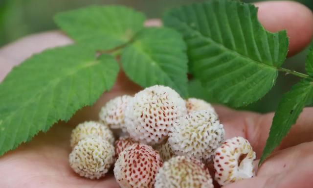 带上小篮子邂逅树莓白萢青梅引爆夏日味蕾