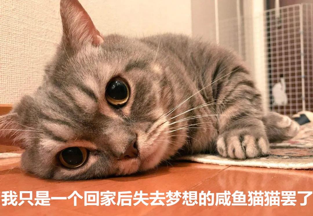 咸鱼躺,可以直接坐客厅的地上,或趴在餐厅的桌子上,就像是失去操作的