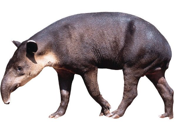 貘是食草动物,体形像猪,但比猪大,在100万年前到1万年前之间广泛生存