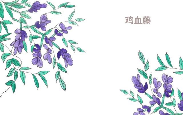 药知道活血舒筋养血调经鸡血藤