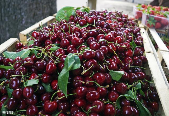 拥有上千年历史的中国樱桃为什么会被外国车厘子弯道超车