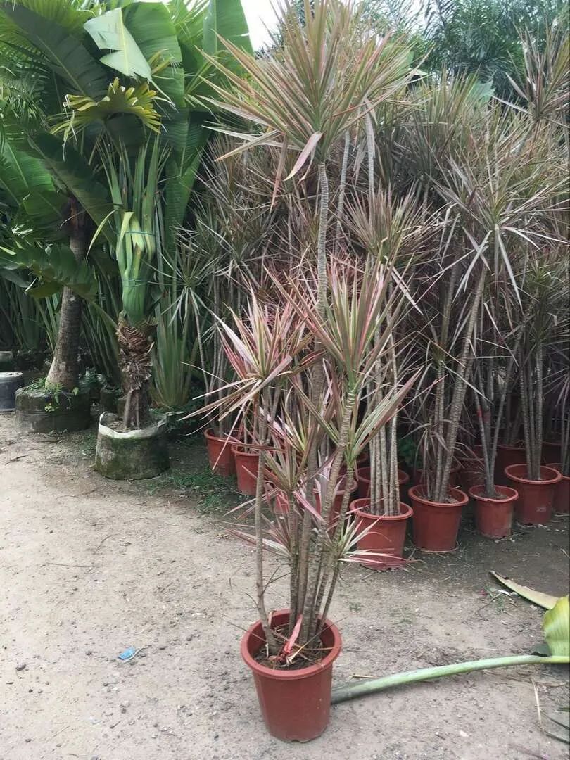 千年木不需要经常修剪,只需要将一些发黄枯萎的叶子剪掉,发现叶子干尖