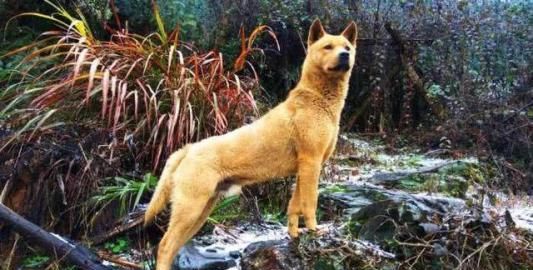 在中国古代狗的种类怎么分 中华田园犬为何又叫帝王犬