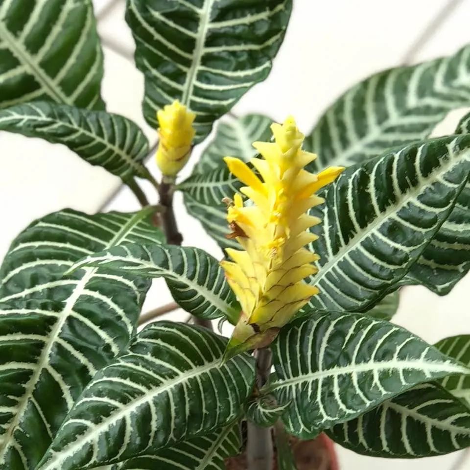 叶子像斑马一样的金脉爵床,花朵像花塔一般,特小众的观赏盆栽