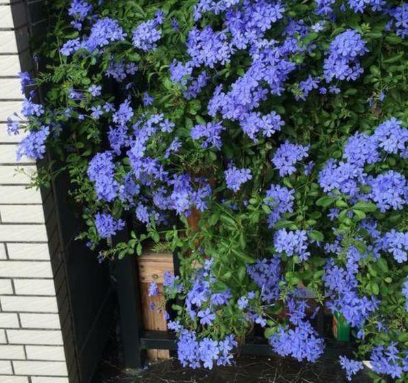 南阳台盆栽蓝雪花,茉莉花,盛夏前挪一挪,天热少生病虫害