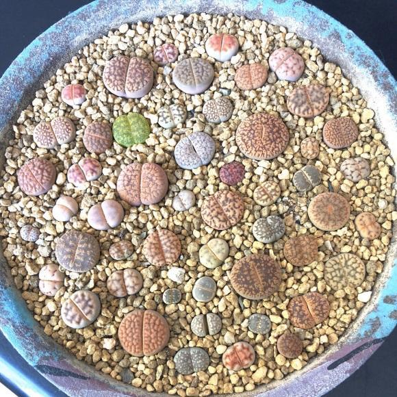 生石花徒长埋的深一点不就好了荒诞多晒太阳才是关键