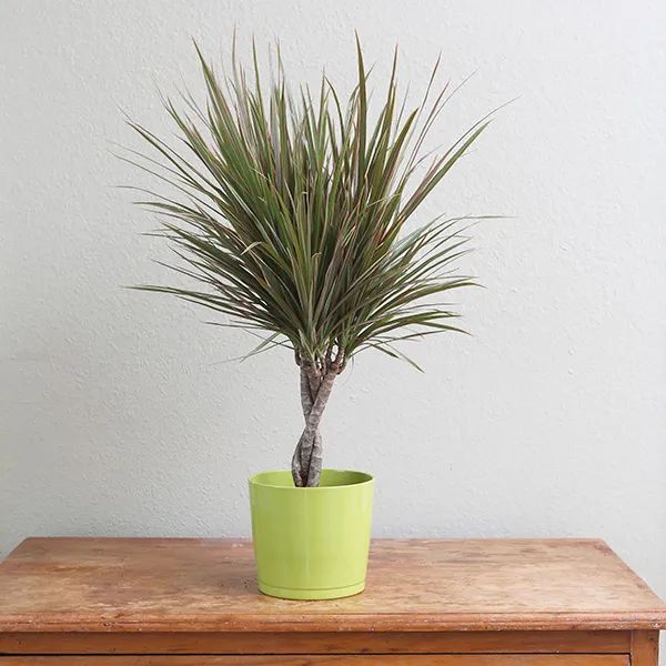 客厅养的大型盆栽千年木叶子干尖掉落都好处理想要繁殖也不难