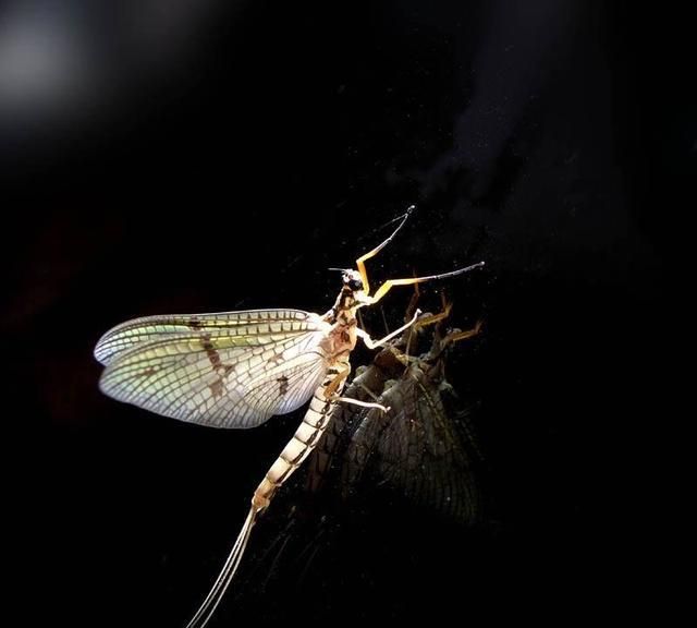 《蜉蝣》一世,撼树无悔|蜉蝣|成虫|苏轼_新浪新闻