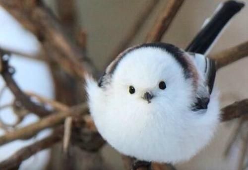 世界上最萌的鸟,像一只未断奶的小奶猫,人送外号"小肥啾"