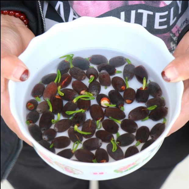 丽姐说花卉-碗莲种子,四季开花植物室内外水培盆栽水生荷花花卉
