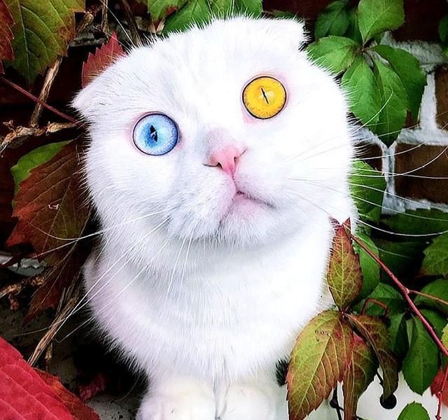 折耳猫天生异瞳颜值高,5个月来却没人要它,店主为其做足了宣传