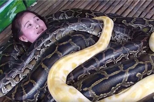 女子出国旅游,遭到4条大蟒蛇缠身,了解真相后不淡定了
