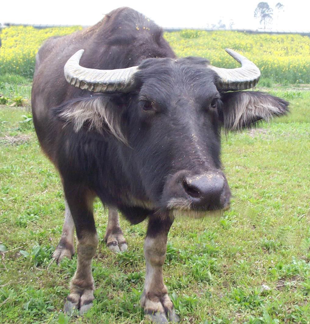 农民上山砍柴发现一头牛,走近看吓了一跳,村里老人也劝他别再去