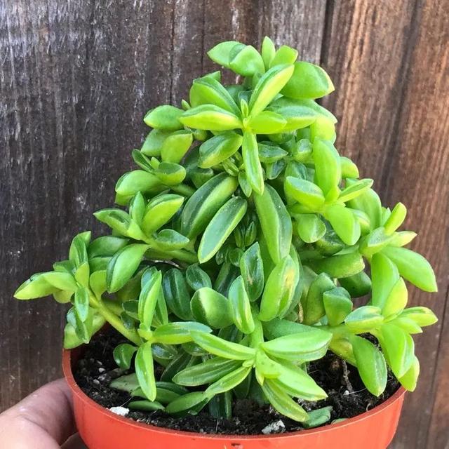 名字叫欢乐豆的植物