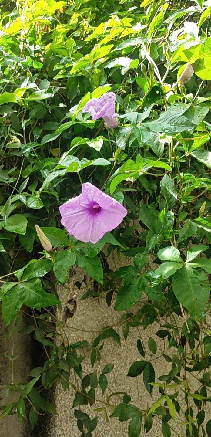 牵牛花|金龙|养护_新浪新闻