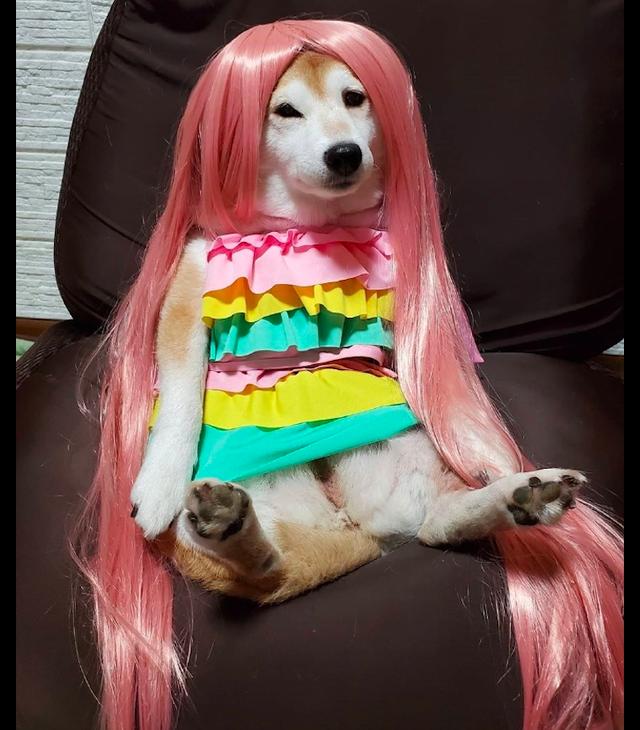 主人给狗穿上衣服戴上假发,模样好妖艳,狗:长发及腰娶我好不?