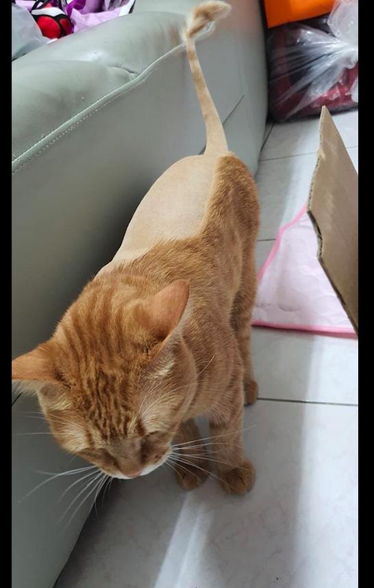 主人给猫咪剃毛发剃到一半没电了猫你体验过冰火两重天吗