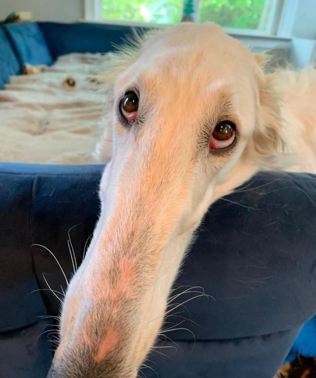 这类牧羊犬你见过吗鼻子长达31公分网友确定不是修的图