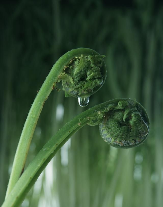 山间一野菜 俗称 龙头菜 美味又营养 看见要珍惜 蕨菜 野菜 龙头菜 新浪新闻 山间一野菜 俗称 龙头菜 美味又营养 看见要珍惜 蕨菜 野菜 龙头菜 新浪新闻
