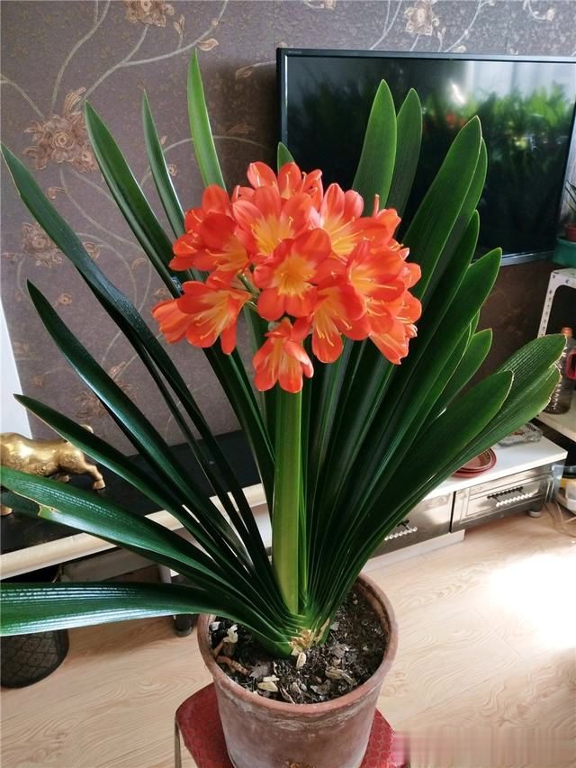 夏天养君子兰,3处别乱动,君子兰集中精力好度夏,入秋就爆花