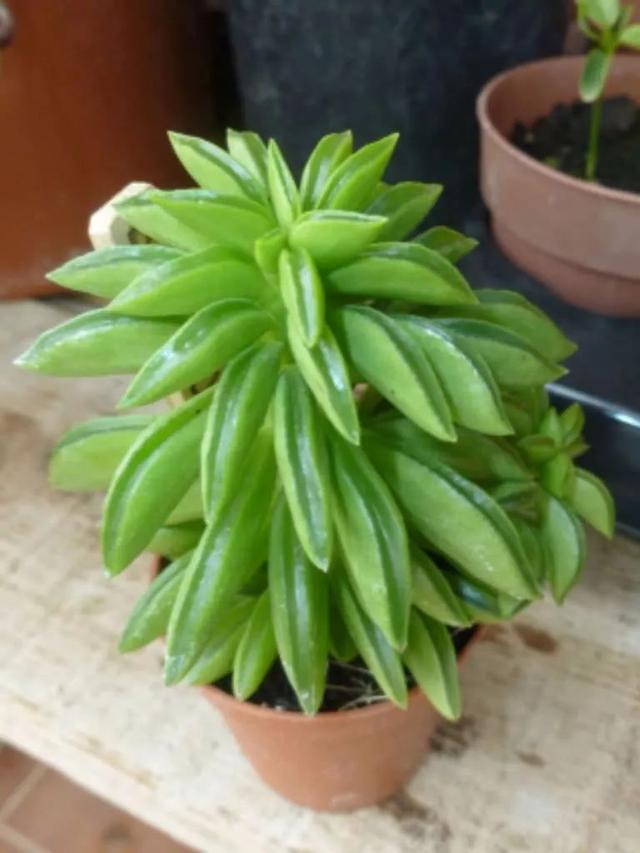名字叫欢乐豆的植物