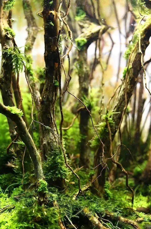 本色水景水草缸树林景欣赏细节惊艳生态水族鱼缸造景培训加盟