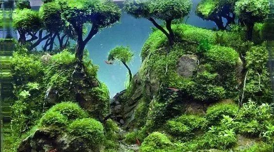 本色水景水草缸树林景欣赏细节惊艳生态水族鱼缸造景培训加盟