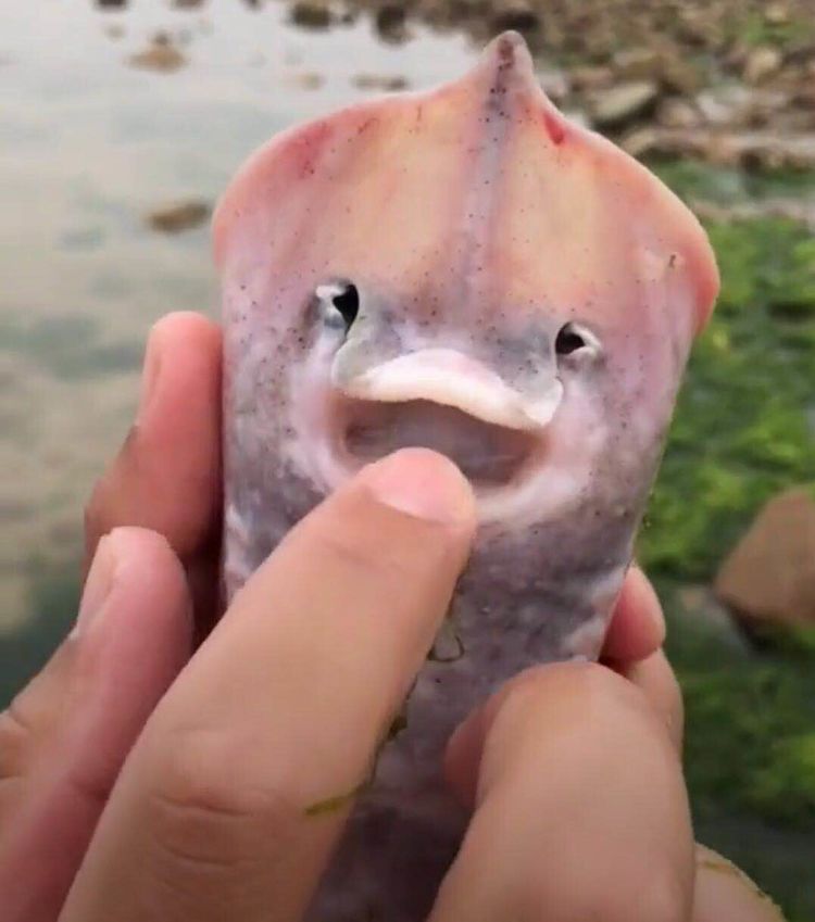 男子捕捉到怪鱼长着天使般的面容老渔民却一下子就认了出来