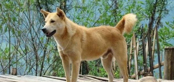 在中国古代狗的种类怎么分中华田园犬为何又叫帝王犬