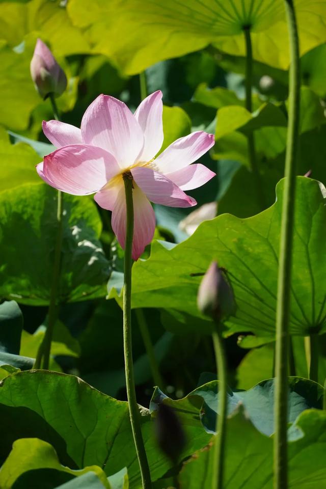 碧绿的荷叶无限延展山黛之色美么