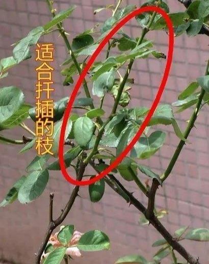 扦插月季总不活?教你一个小方法,插一根活一棵,个个猛发芽