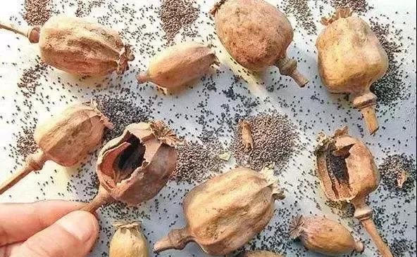 商家在老鸭汤添加罂粟壳粉,被判刑了